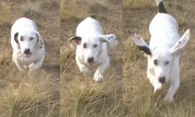 Happy Ears